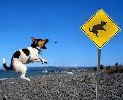 A dog jumping up to catch a treat next to a sign where in black silhouettes a dog is catching a treat (the sign matches what is happening)